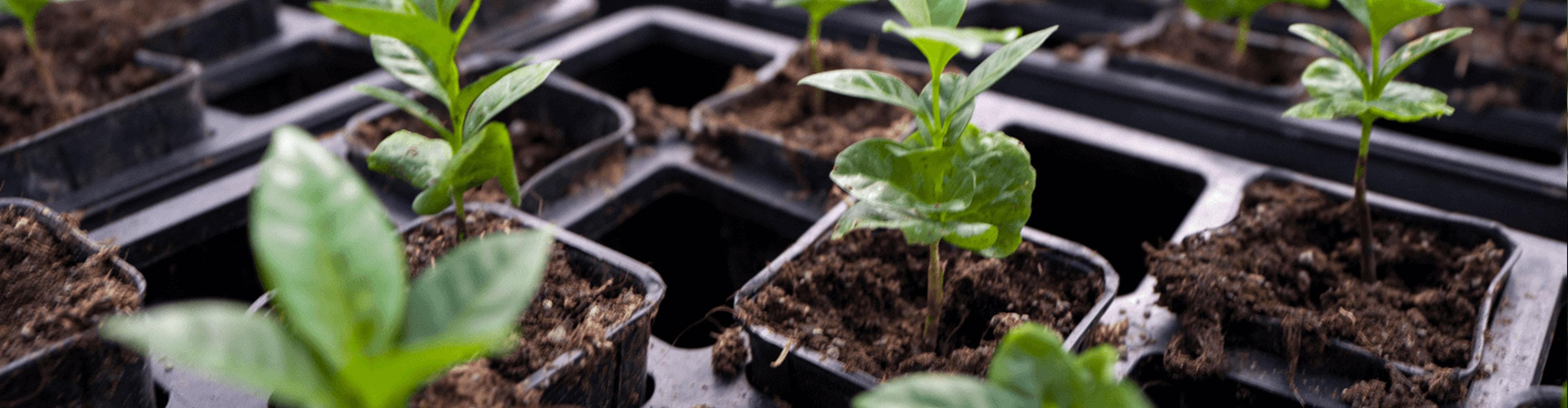 sustainability